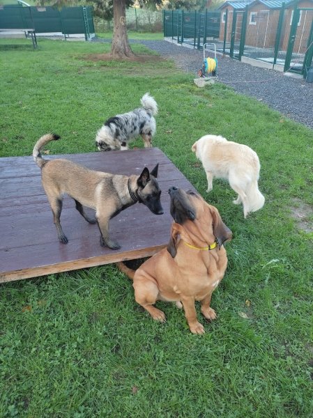 Pension Canine Bel Horizon - photo 3