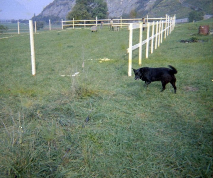 Centre De Dressage Du Malidrak Gendarmerie - Police - Douane - Sécurité - Mondioring - photo 2