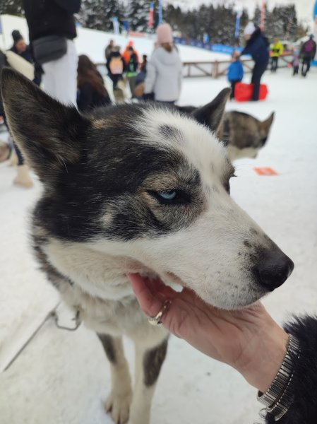 Parc du Chien Polaire - photo 2