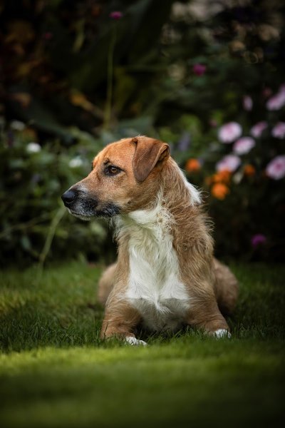 Eloïse - Educatrice et Conseillère en Comportement Canin - photo 3