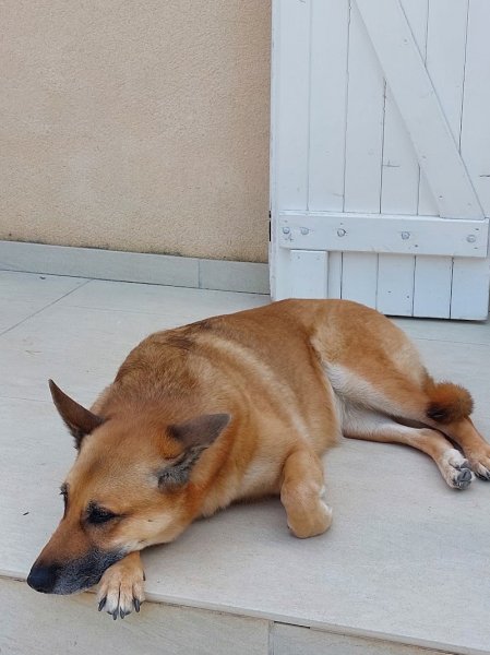 Mission Canine - Paul JAILLANT - photo 1