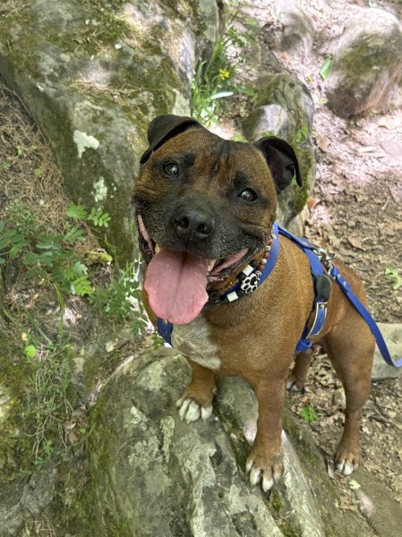 Mission Canine - Paul JAILLANT - photo 2