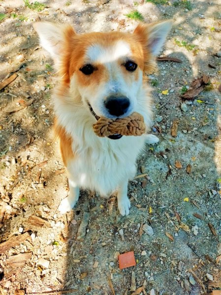 Mission Canine - Paul JAILLANT - photo 3