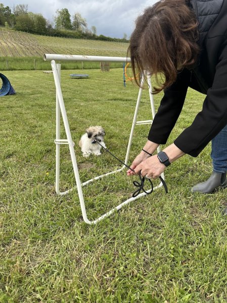 Education canine toutes races - photo 1
