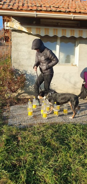 Education canine toutes races - photo 2