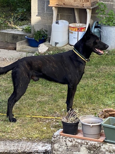 Education canine toutes races - photo 3