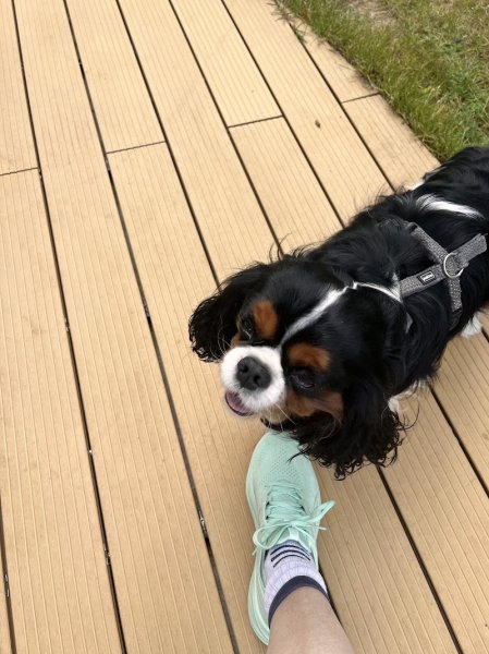 EDUCANIN SENART - photo 3