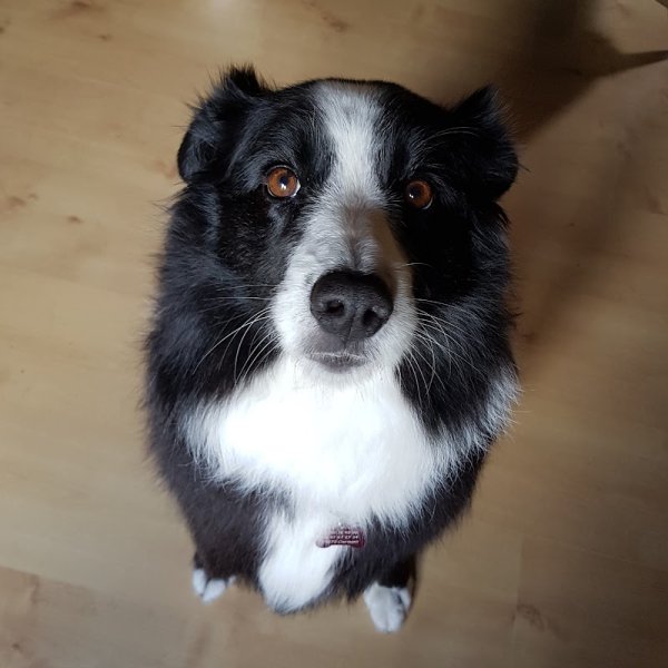 Misskcanin - photo 2