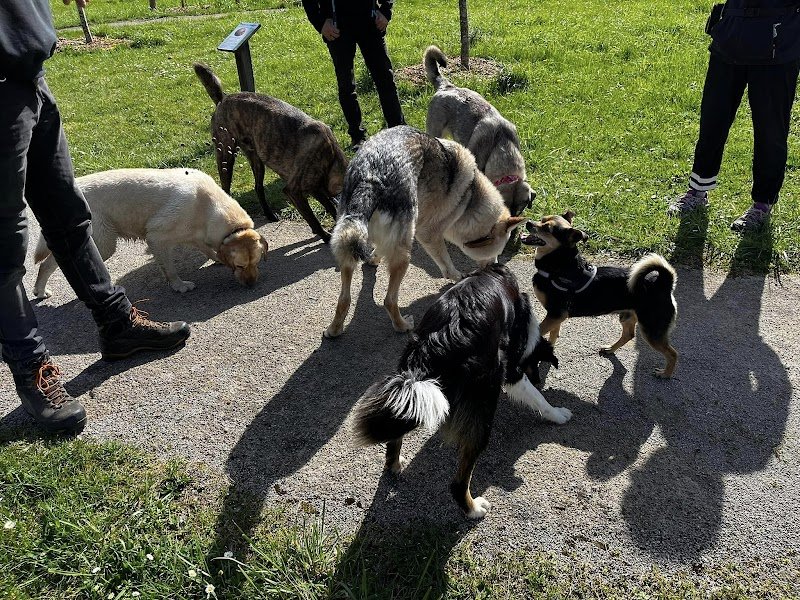 Au Bonheur du Chien | Education canine