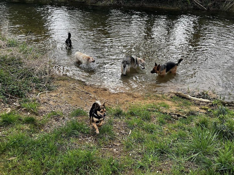 Au Bonheur du Chien | Education canine - photo 2