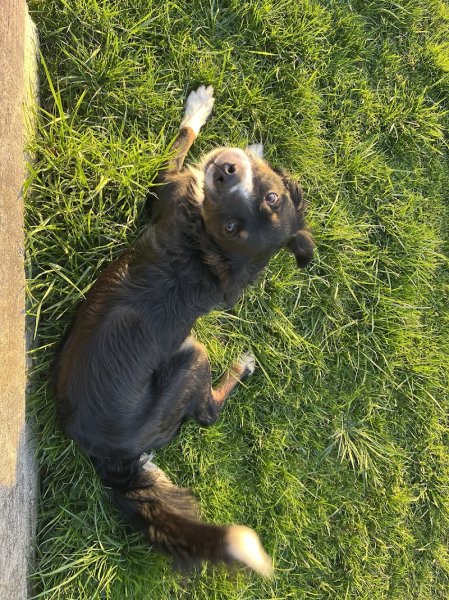 Au Bonheur du Chien | Education canine - photo 3
