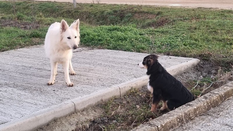 Charline DEVAUX - Educateur canin - comportementaliste canin - photo 3