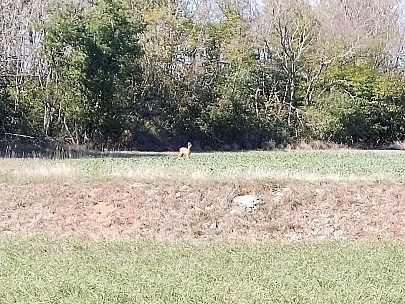 Club Dijonnais du chien de sports