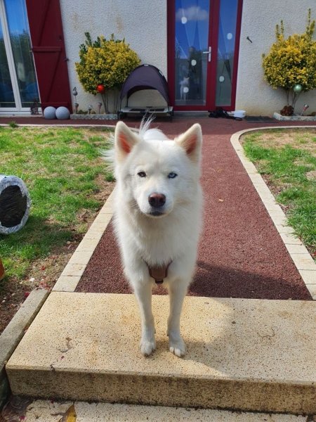 Éducateur canin - photo 3