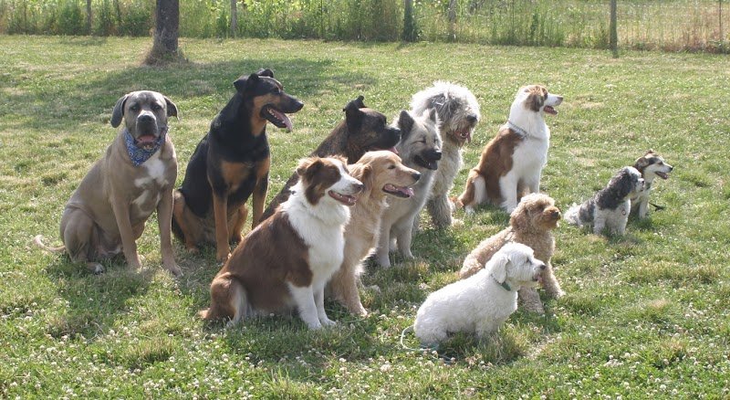 Virginie CUISINIER éducateur canin