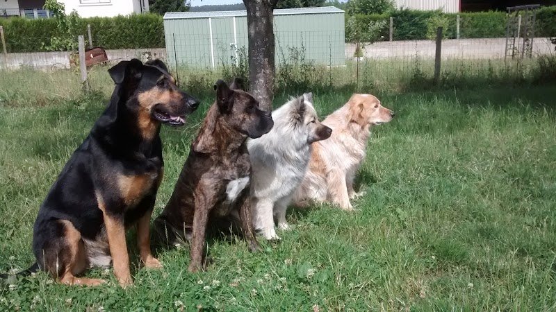 Virginie CUISINIER éducateur canin - photo 3