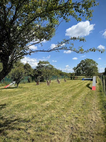 Pensée canine, éducateur canin en côte d'or