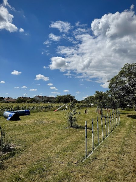 Pensée canine, éducateur canin en côte d'or - photo 2