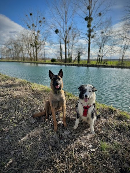 Pensée canine, éducateur canin en côte d'or - photo 3