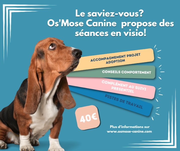 Os’Mose Canine - Éducation moderne et respectueuse