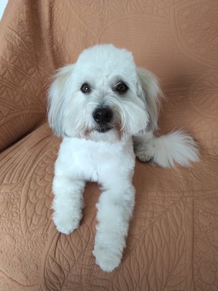 Abracadachien - photo 3