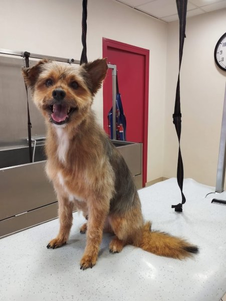 Salon de toilettage ISY DOG, toilettage libre service, éducation canine