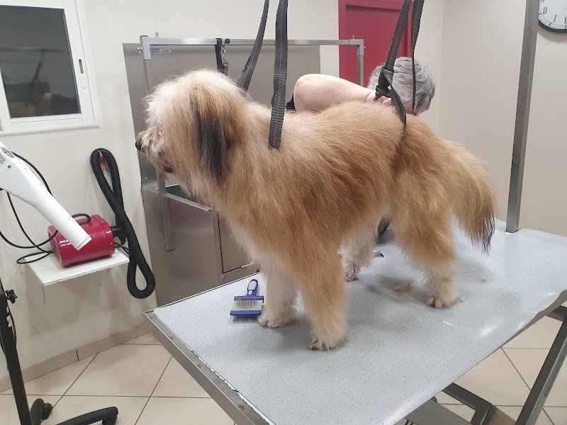 Salon de toilettage ISY DOG, toilettage libre service, éducation canine - photo 2