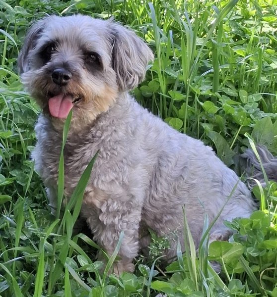 Salon de toilettage ISY DOG, toilettage libre service, éducation canine - photo 3
