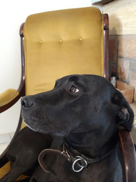 auquartdepoils, éducateur canin , Stéphane lebreuil - photo 1