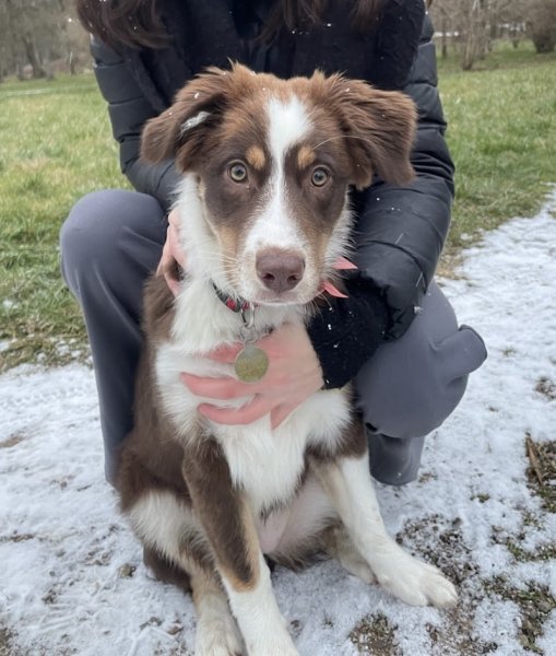 Aline Aublé - Comportementaliste et Éducateur Canin (secteur Dole / Auxonne et alentours) - photo 2