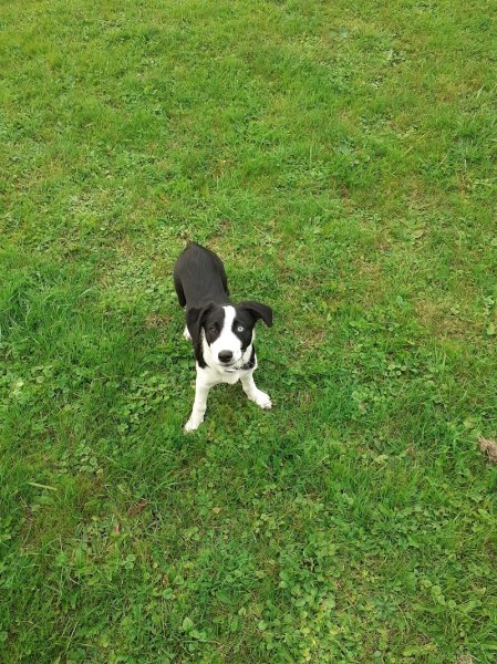 Aline Aublé - Comportementaliste et Éducateur Canin (secteur Dole / Auxonne et alentours) - photo 3