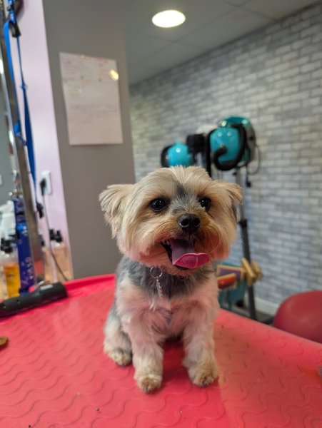 L'Atelier Canin - photo 2