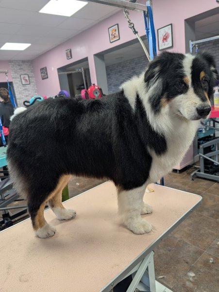 L'Atelier Canin - photo 3