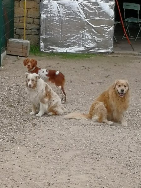 Esthéti'chien/vacances - photo 1