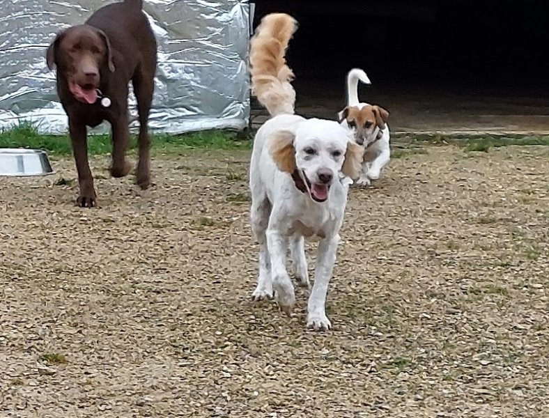 Esthéti'chien/vacances - photo 2