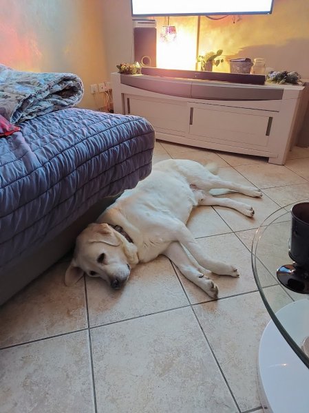 Esthéti'chien/vacances - photo 3