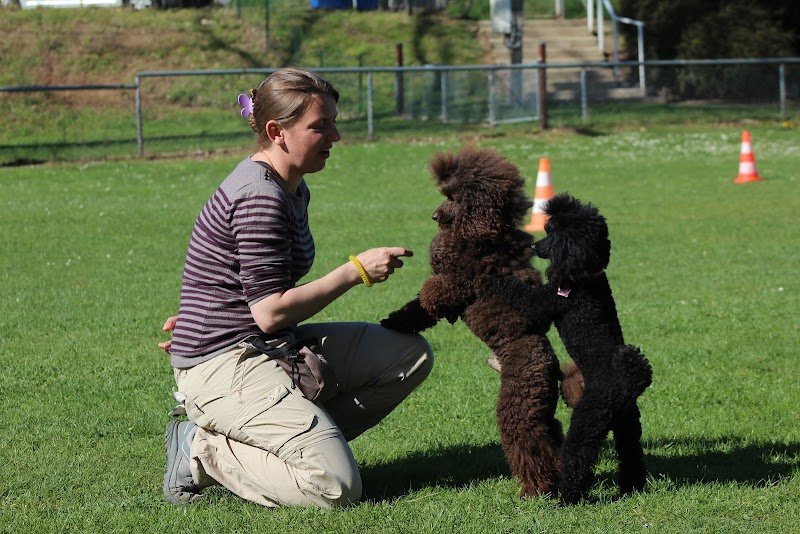 L'Essentiel Canin - photo 2