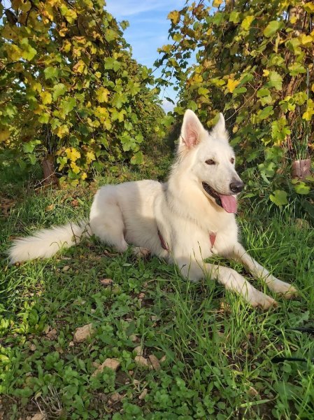 Charline Devaux éducateur et comportementaliste canin - photo 3