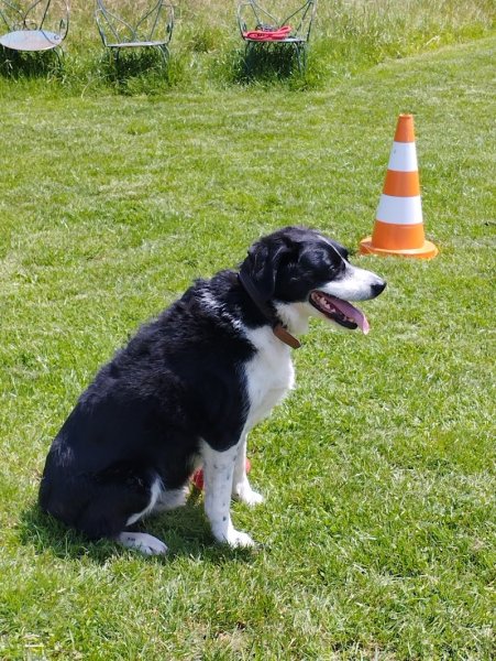 Centre d'éducation canine Bernard Clerget - photo 2