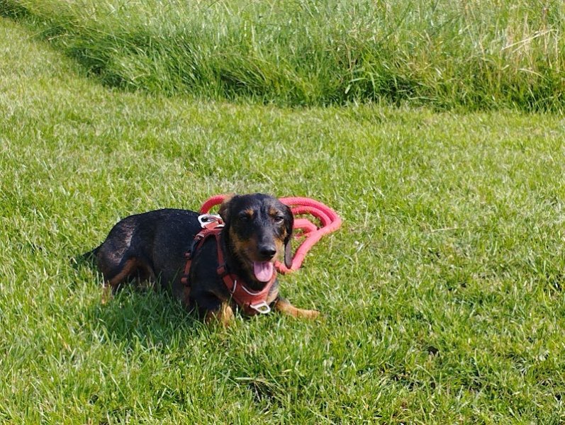 Centre d'éducation canine Bernard Clerget - photo 3