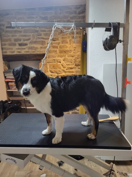 Dorlot' Dog - photo 2