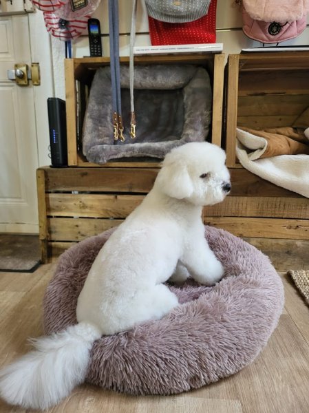 Dorlot' Dog - photo 3