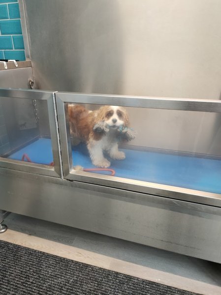 Au Bain de mon Chien - photo 3