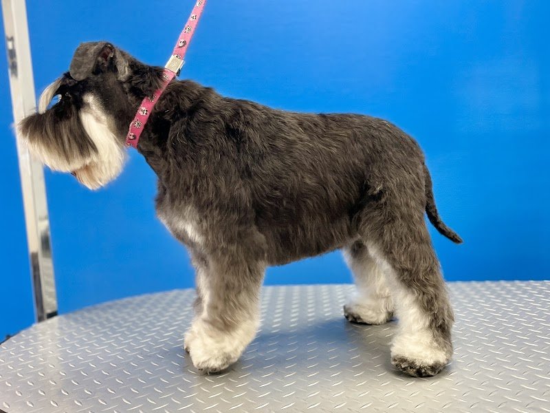 Stylidog Toilettage - photo 2