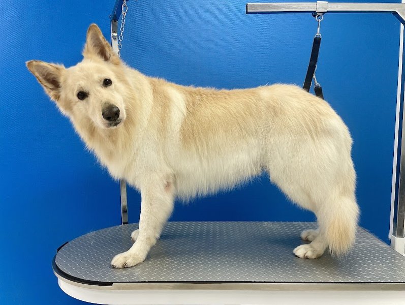 Stylidog Toilettage - photo 3