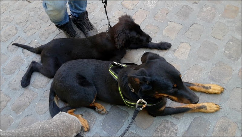 Dog'N'Co : comportementaliste canine et formatrice - photo 2