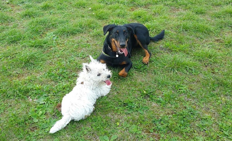 Dog'N'Co : comportementaliste canine et formatrice - photo 3