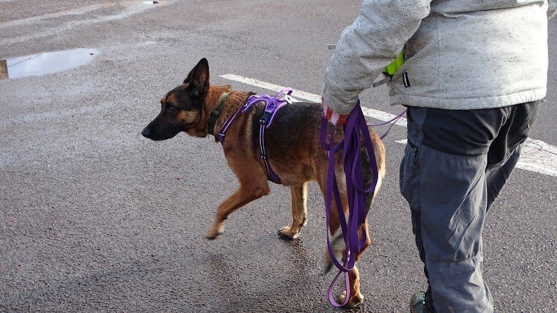 Esprit Louve - Éducation canine - photo 2