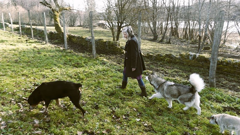 Esprit Louve - Éducation canine - photo 3