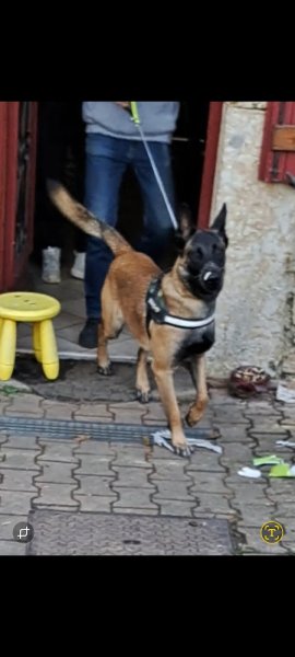 EDUCAN Educateur comportementaliste canin - photo 3